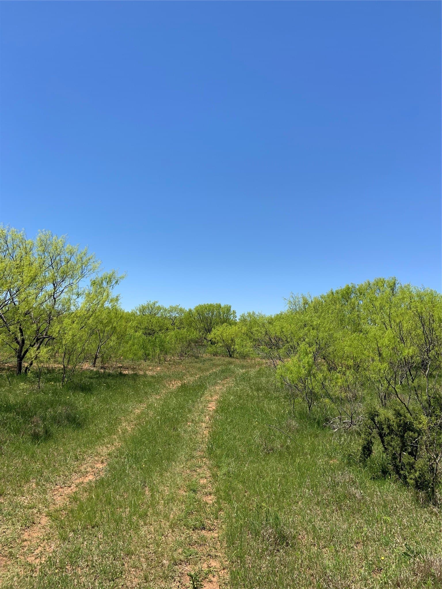 80.99 acres in Coleman County gallery image 2