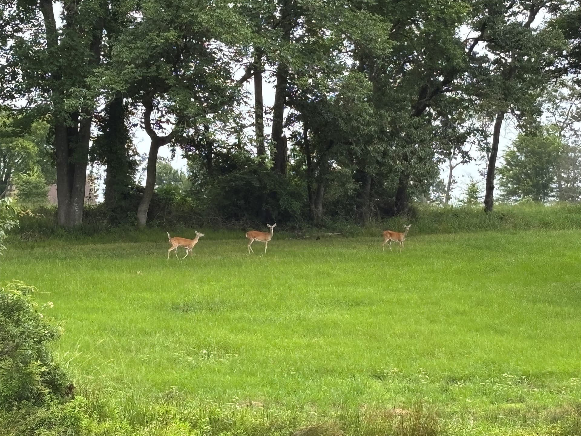 1.14 acres in Titus County featured view