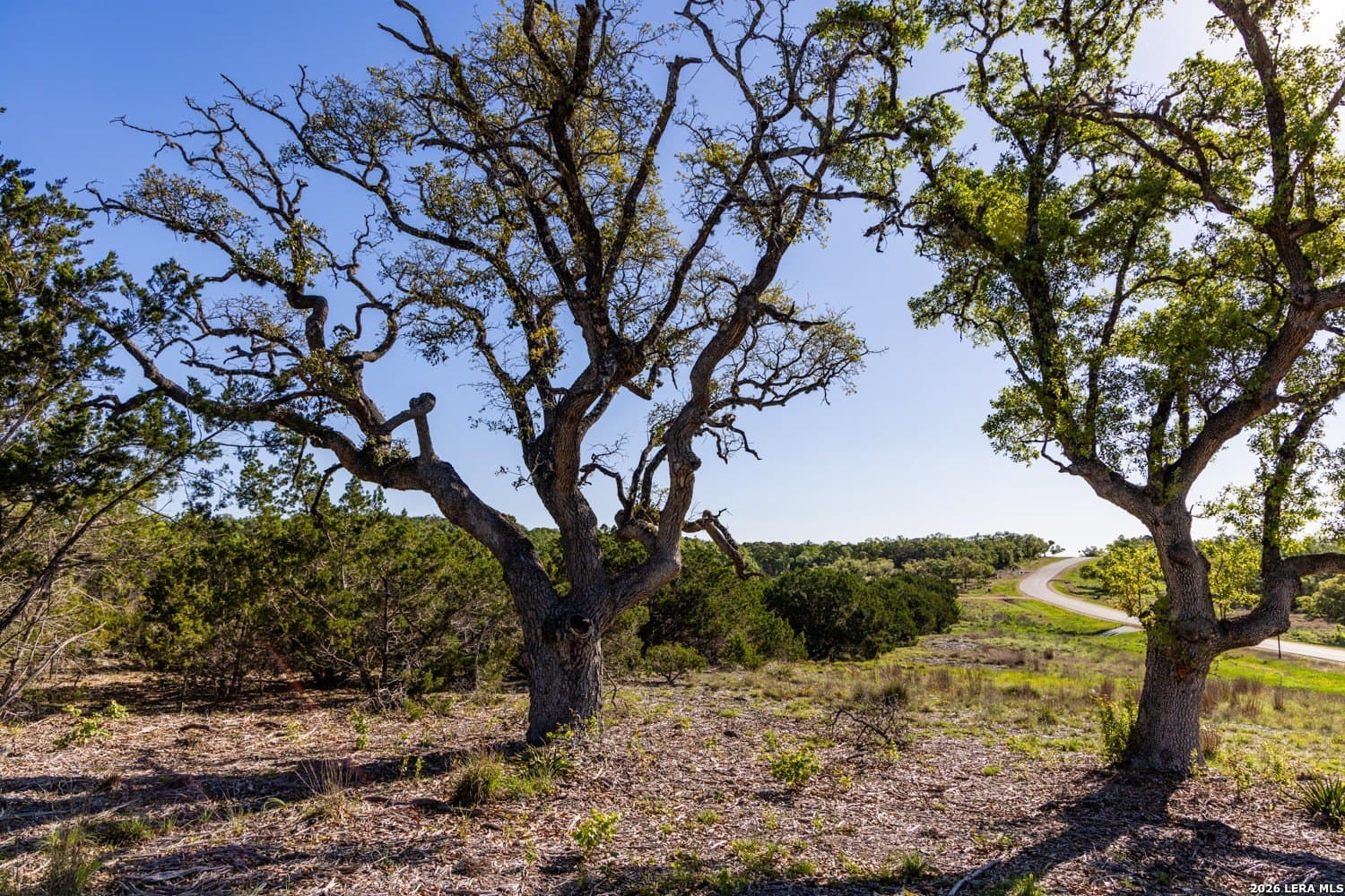 11 acres in Comal County gallery image 4
