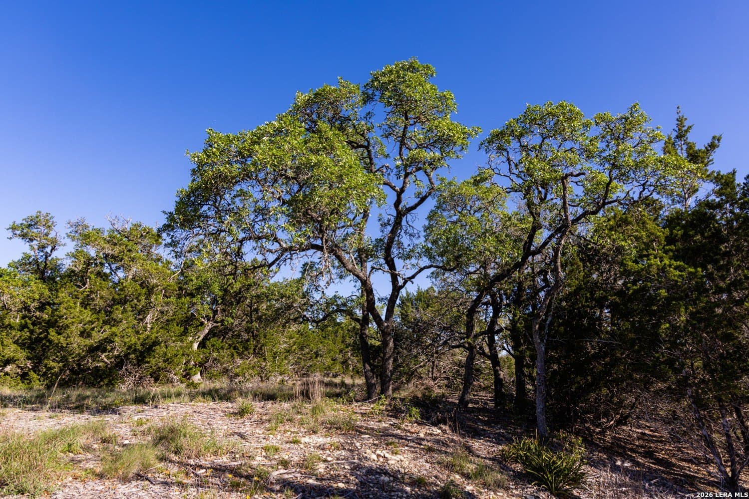 11 acres in Comal County featured view