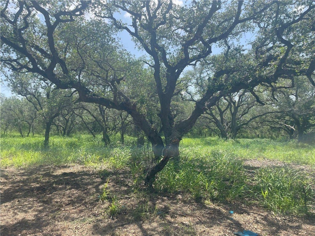 3.01 acres in Bee County - photo 13