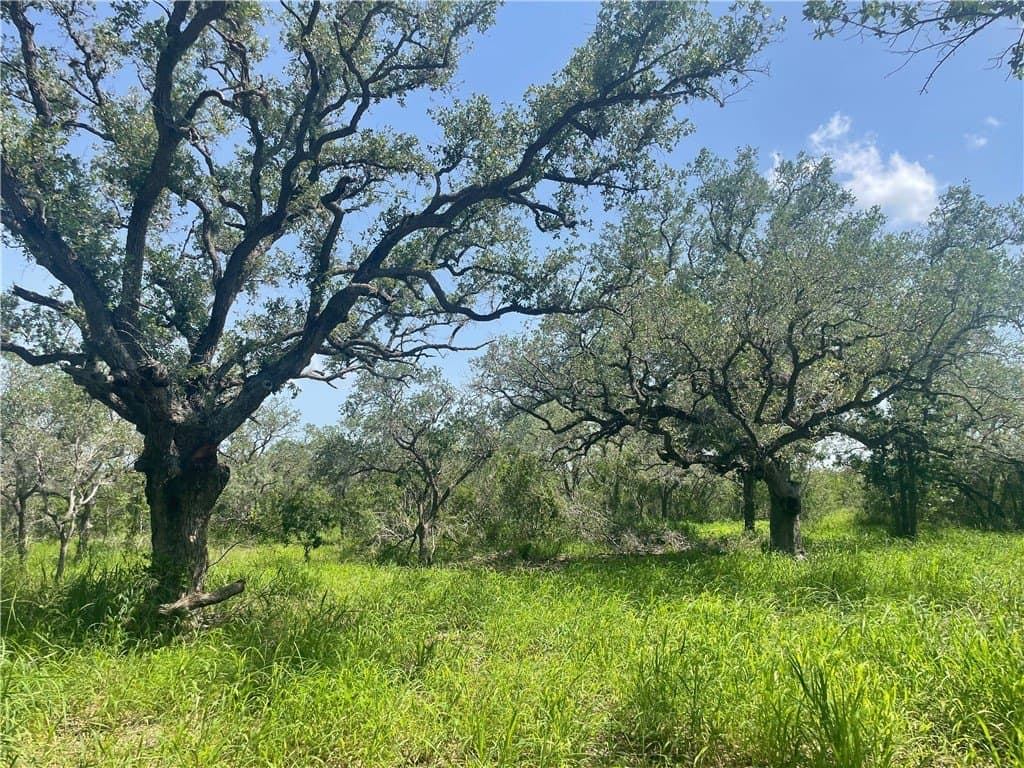 3.01 acres in Bee County - photo 12
