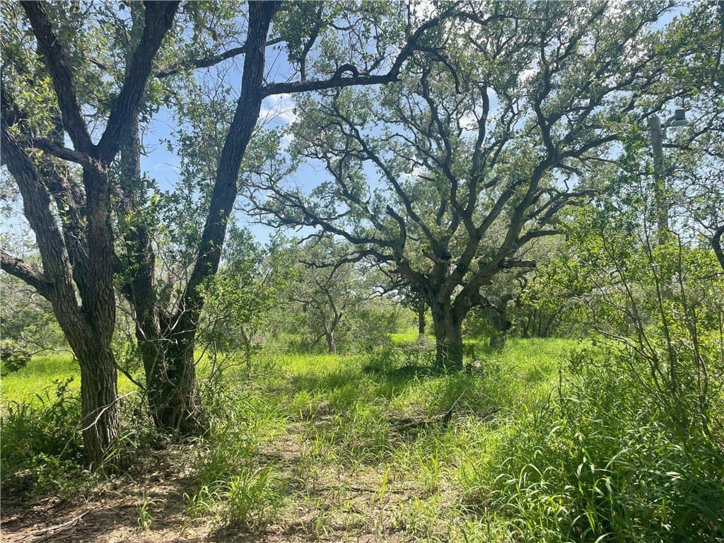 3.01 acres in Bee County - photo 11