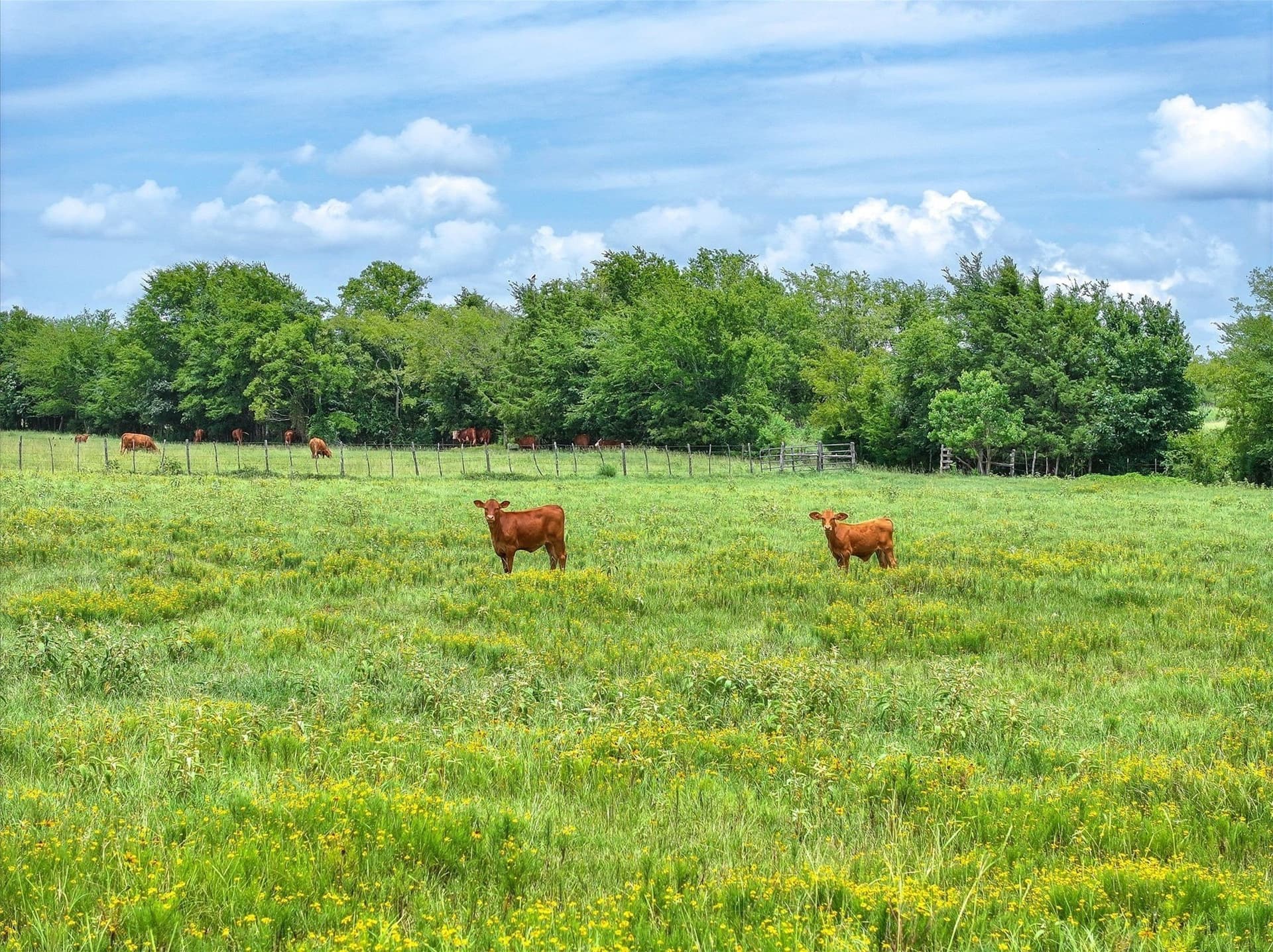 5 acres in Cherokee County - photo 8