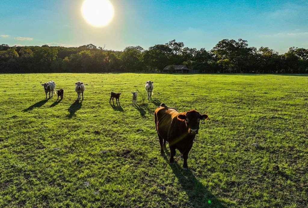 88.68 acres in Hays County - photo 21