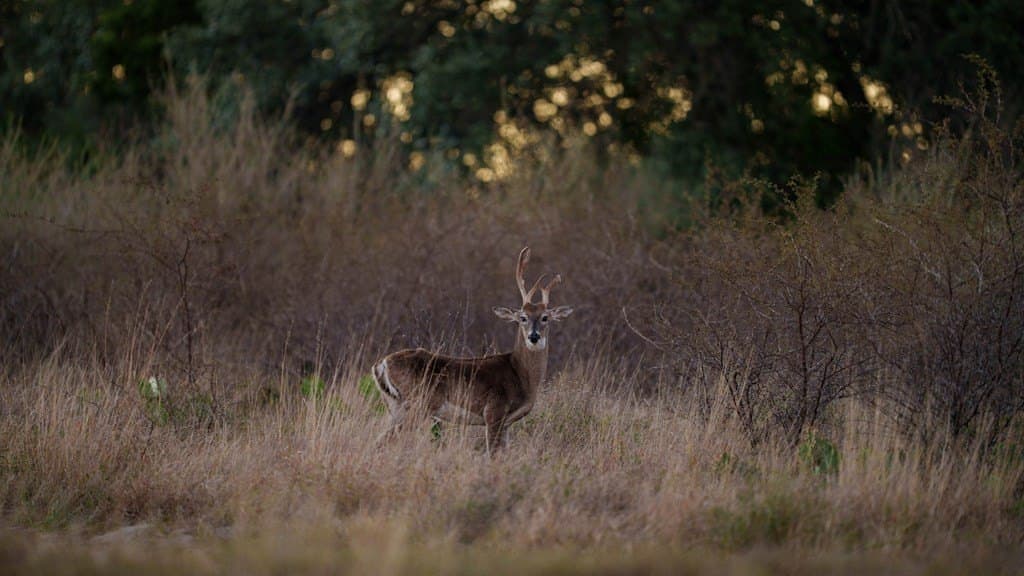 35 acres in Mason County - photo 38
