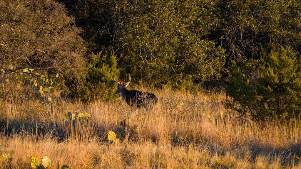 35 acres in Mason County gallery image 2
