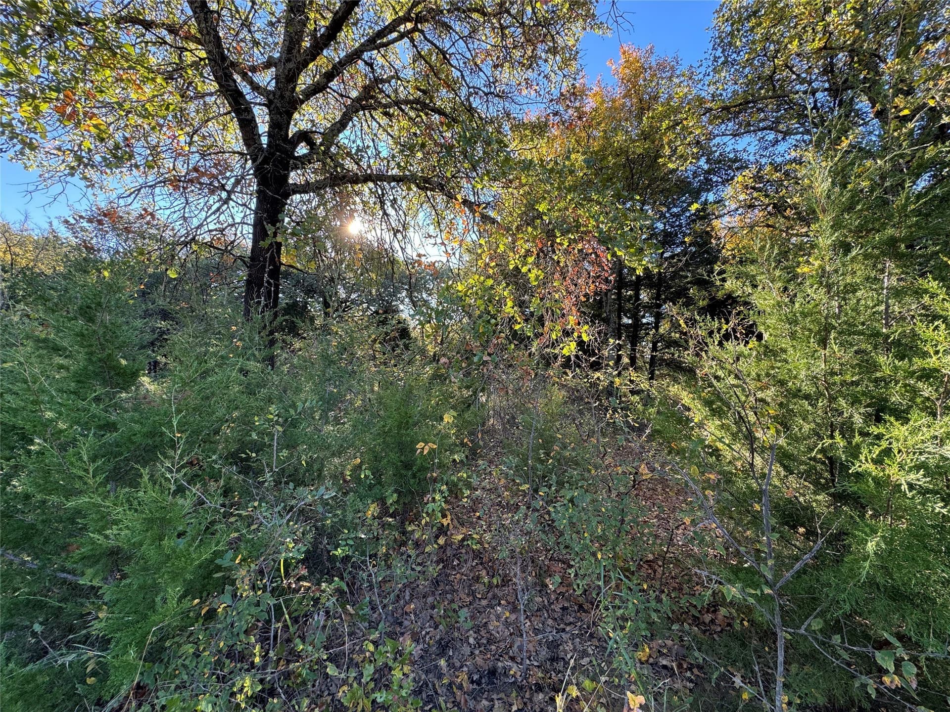 2.35 acres in Cooke County gallery image 4