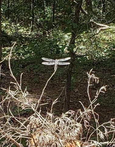 10 acres in Smith County featured view