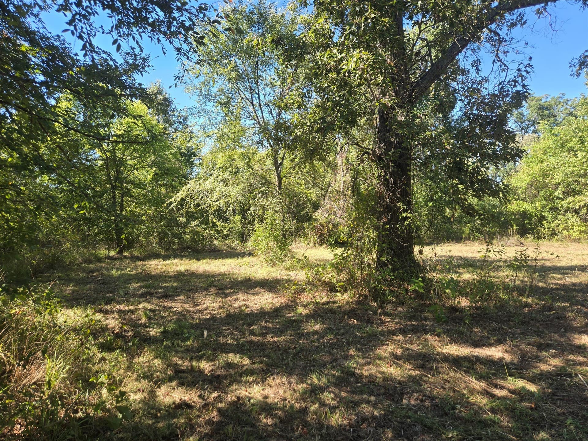 12.56 acres in Titus County - photo 4
