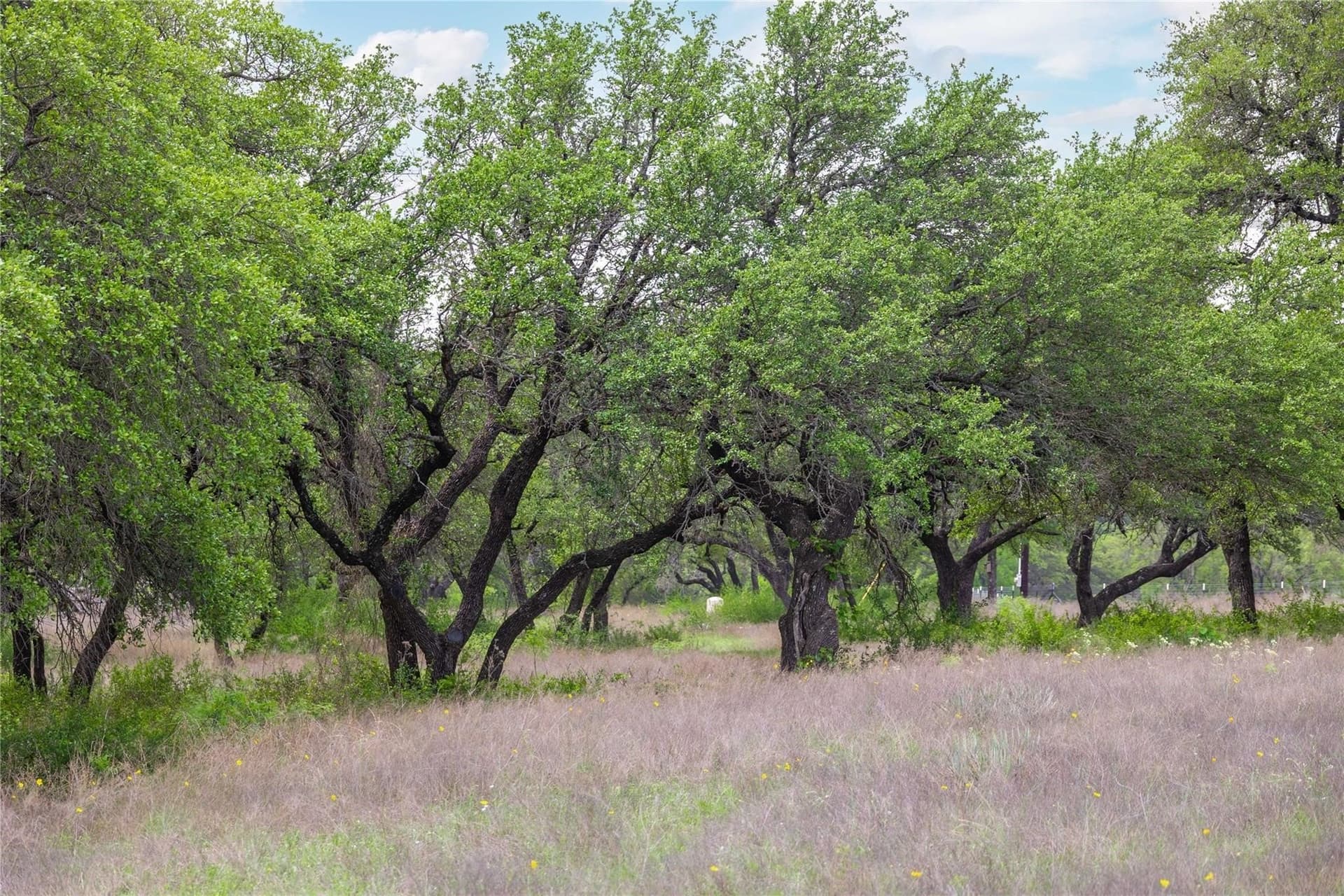 20.02 acres in Comanche County - photo 24
