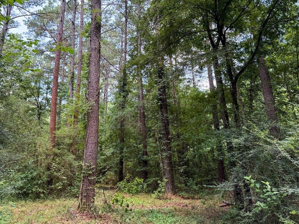 26 acres in Texas County - photo 42