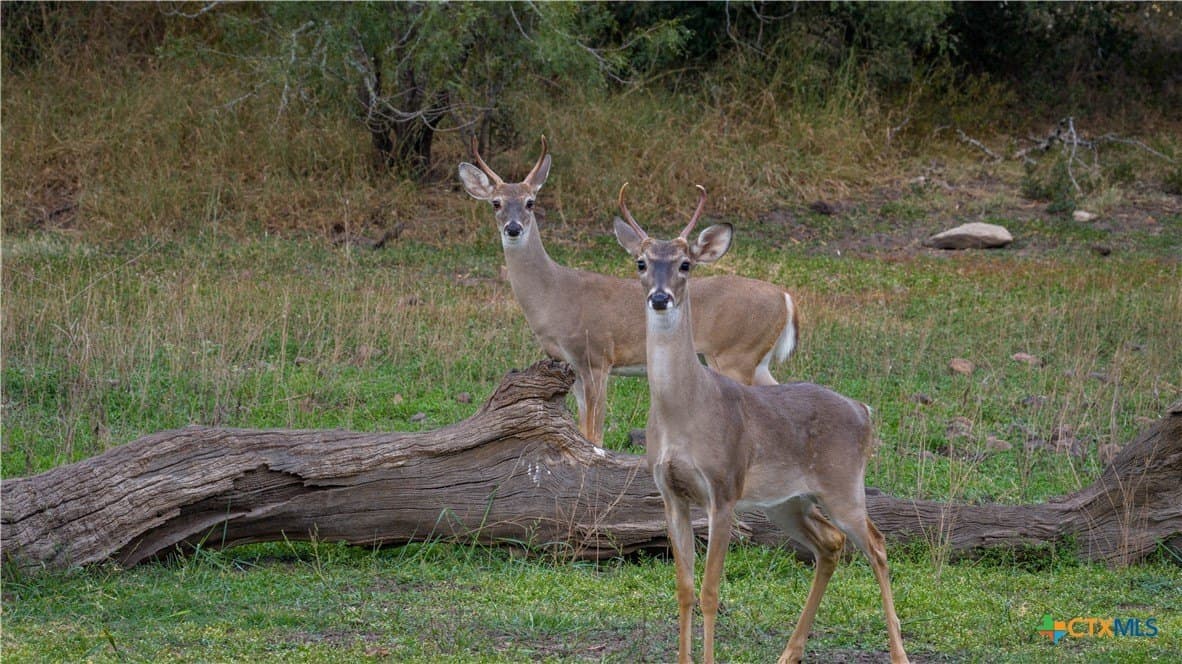 52.65 acres in Comal County gallery image 3
