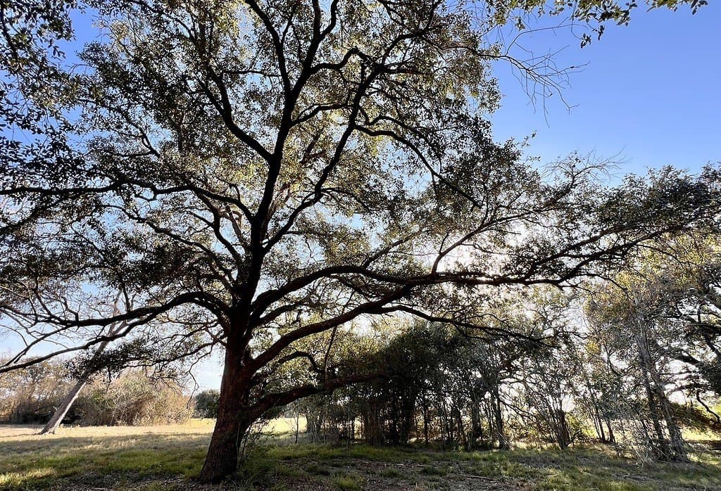 3.63 acres in Burleson County gallery image 4
