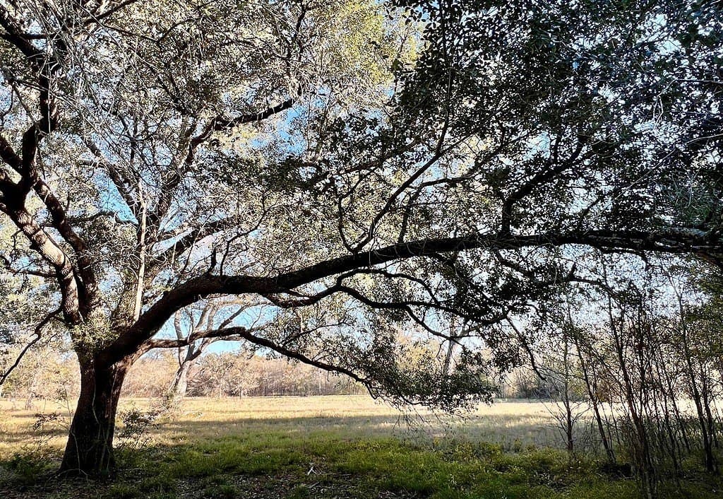 3.63 acres in Burleson County featured view