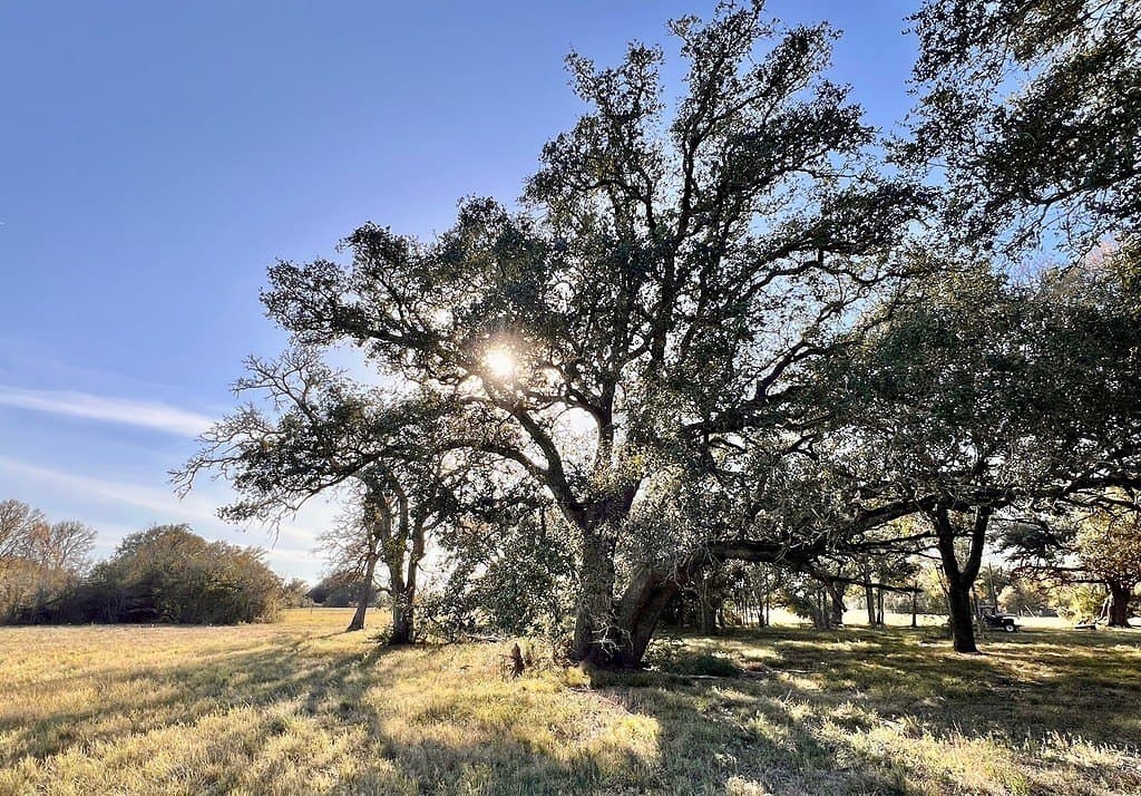 3.63 acres in Burleson County gallery image 2