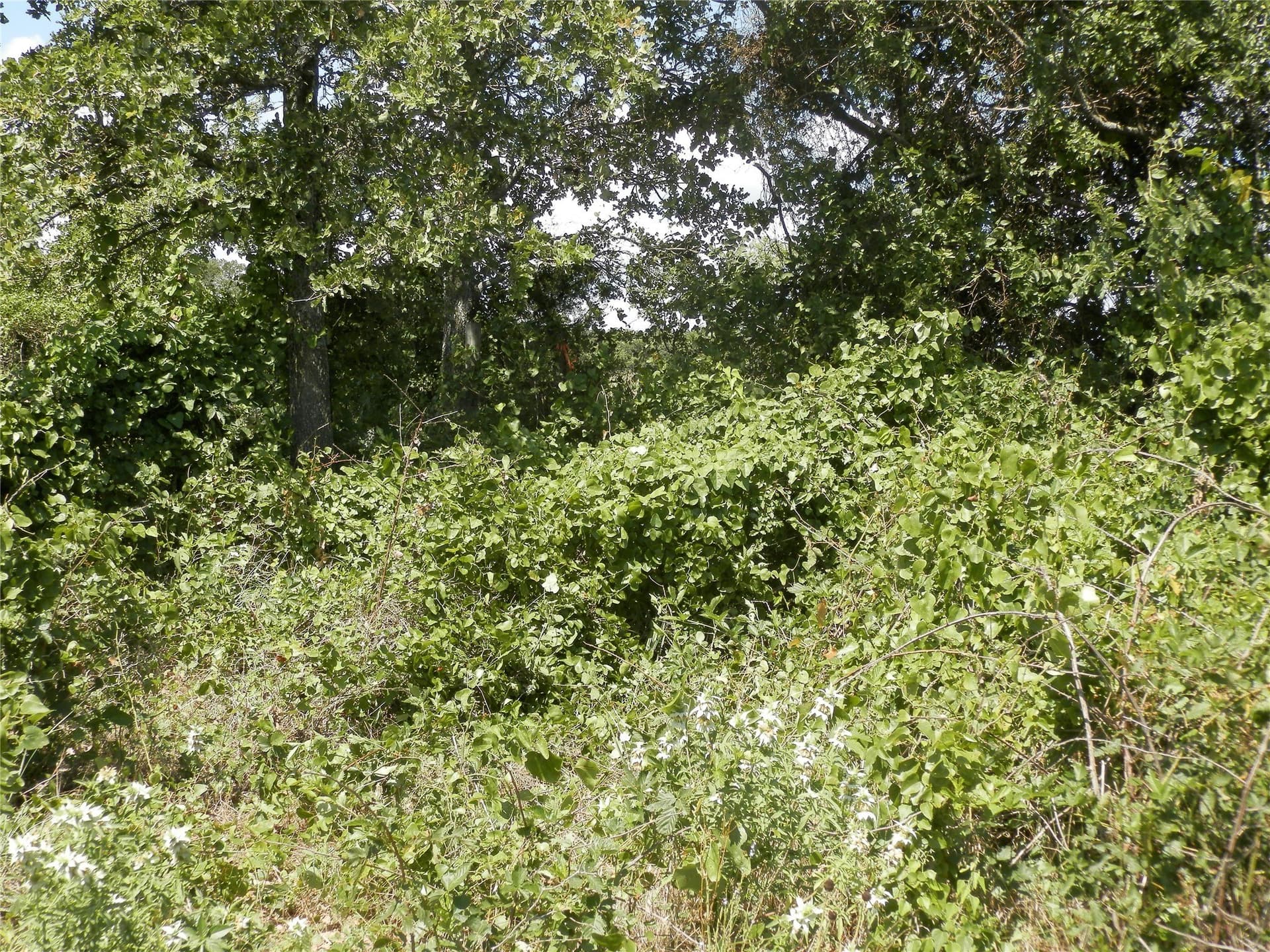 10.01 acres in Wise County - photo 16