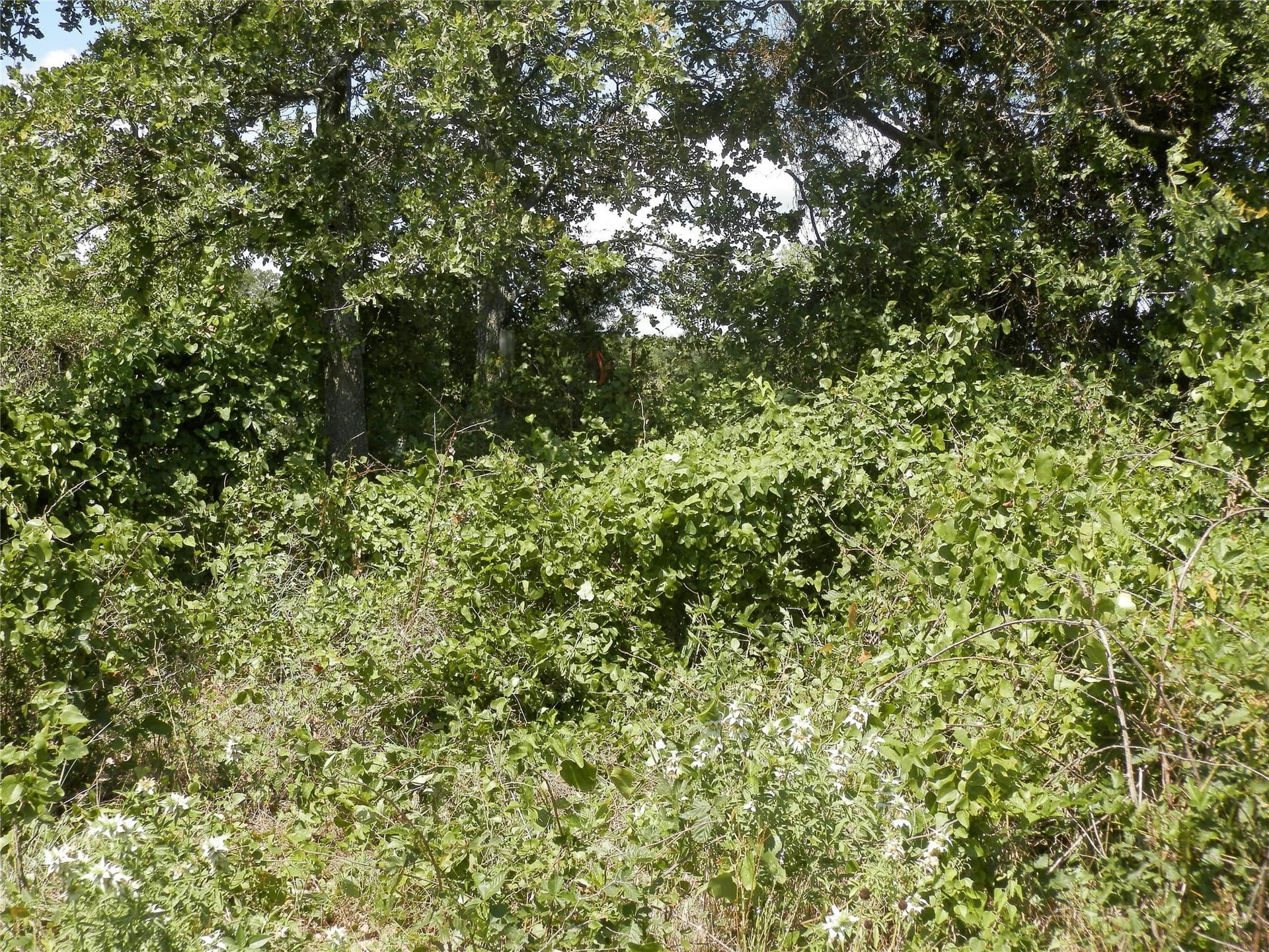 10.01 acres in Wise County - photo 15