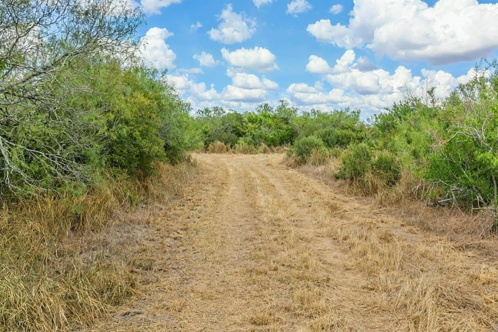 124.21 acres in Jim Wells County gallery image 4