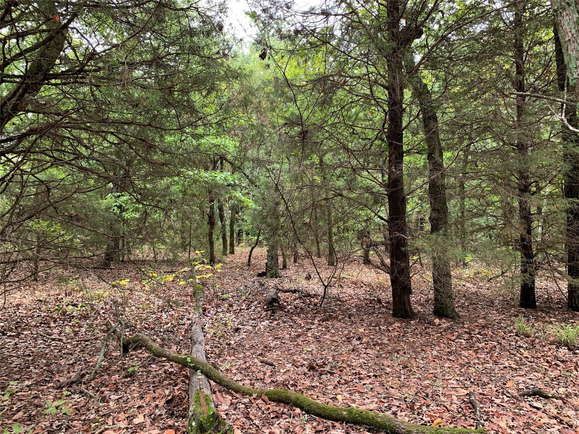36.97 acres in Henderson County - photo 10
