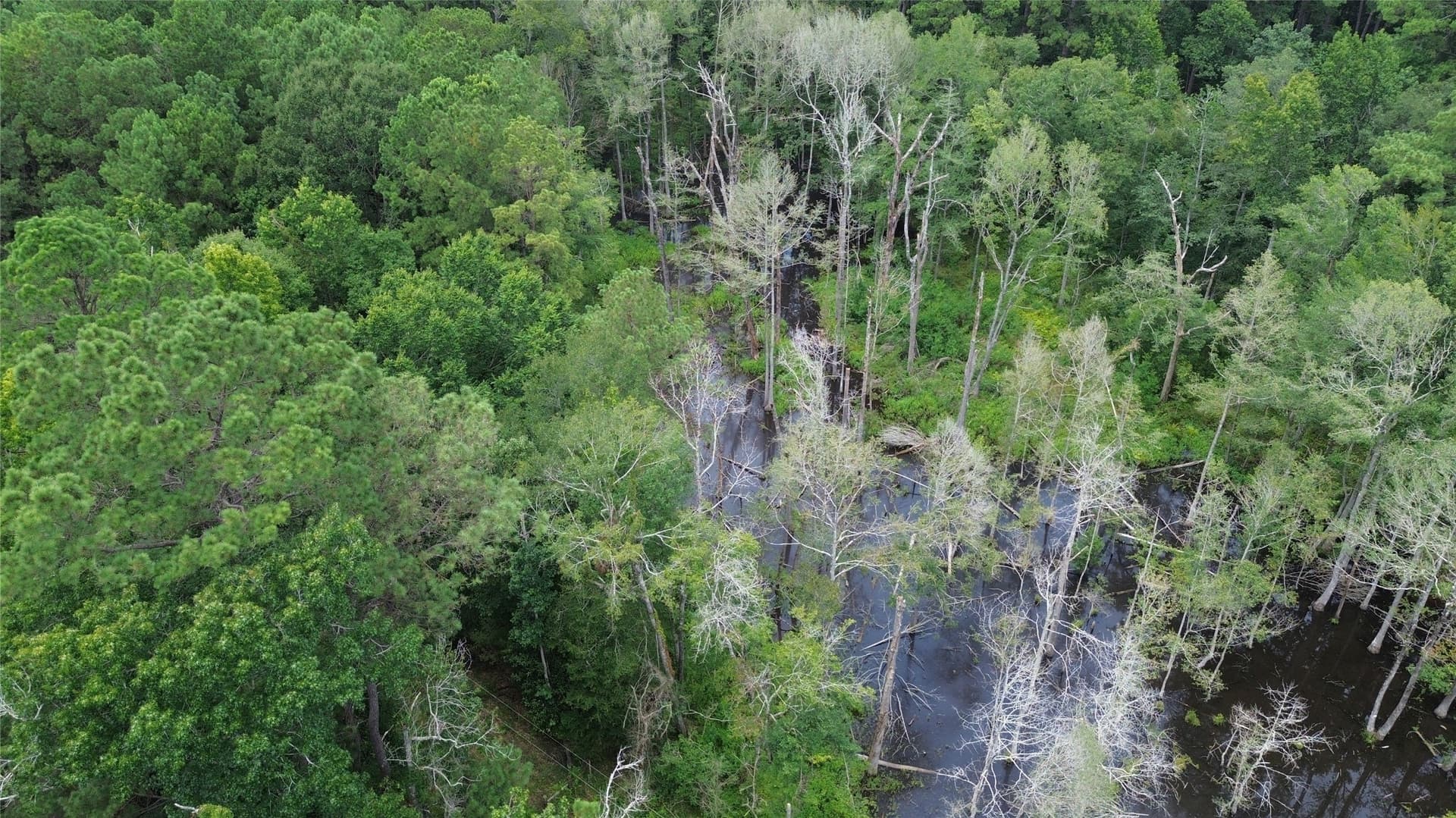 4 acres in Jasper County - photo 5