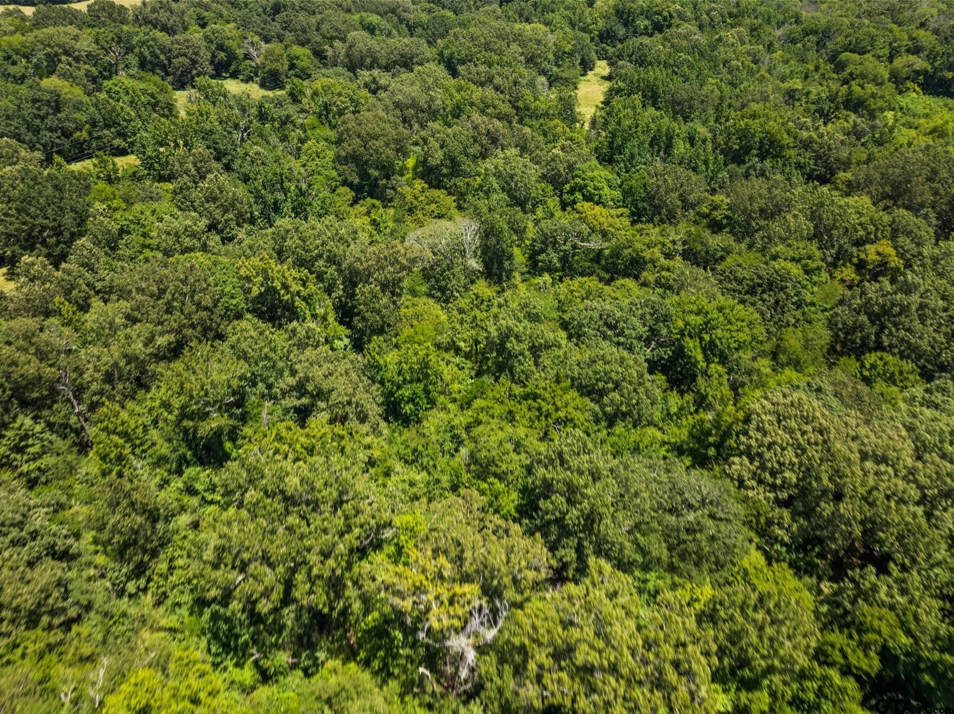 107 acres in Titus County - photo 14
