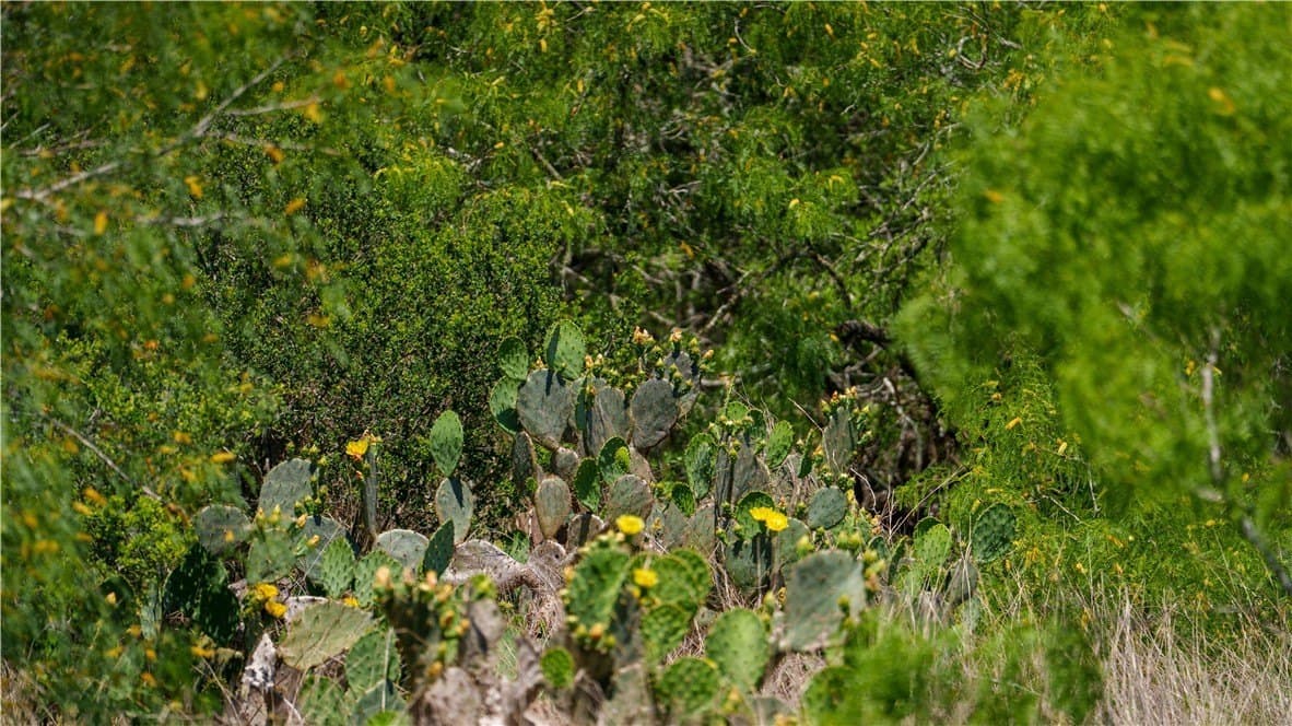 20.08 acres in Jim Wells County - photo 24