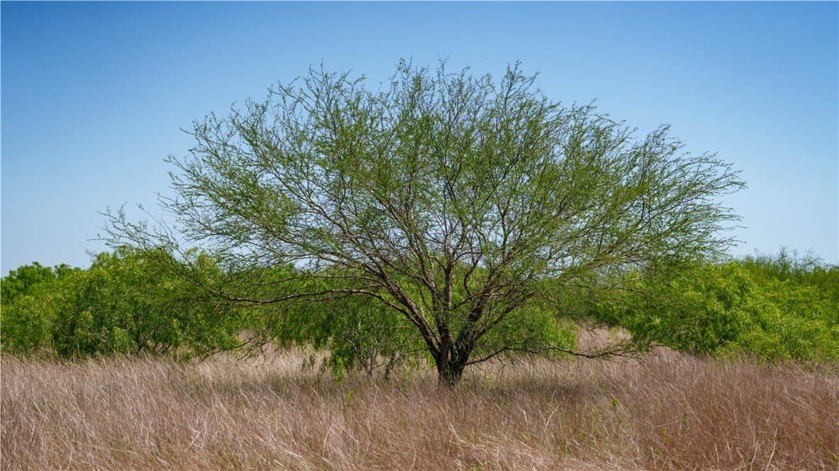 20.08 acres in Jim Wells County - photo 28