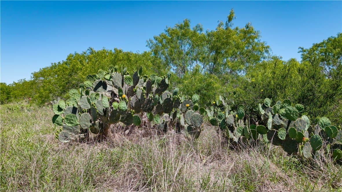 20.08 acres in Jim Wells County - photo 15