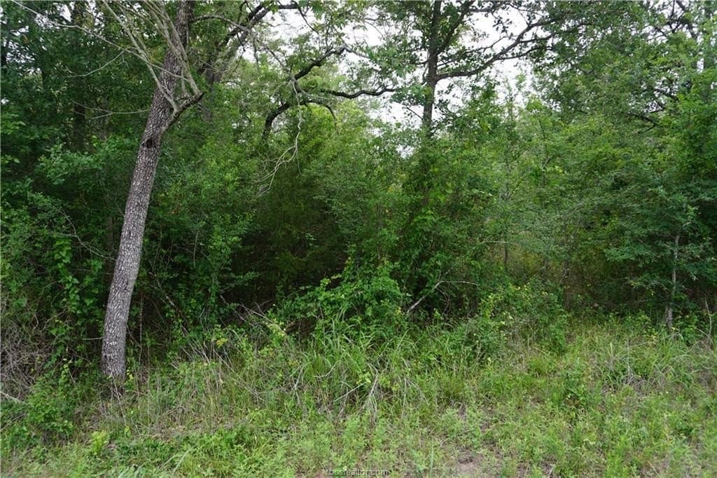 2.07 acres in Burleson County gallery image 3