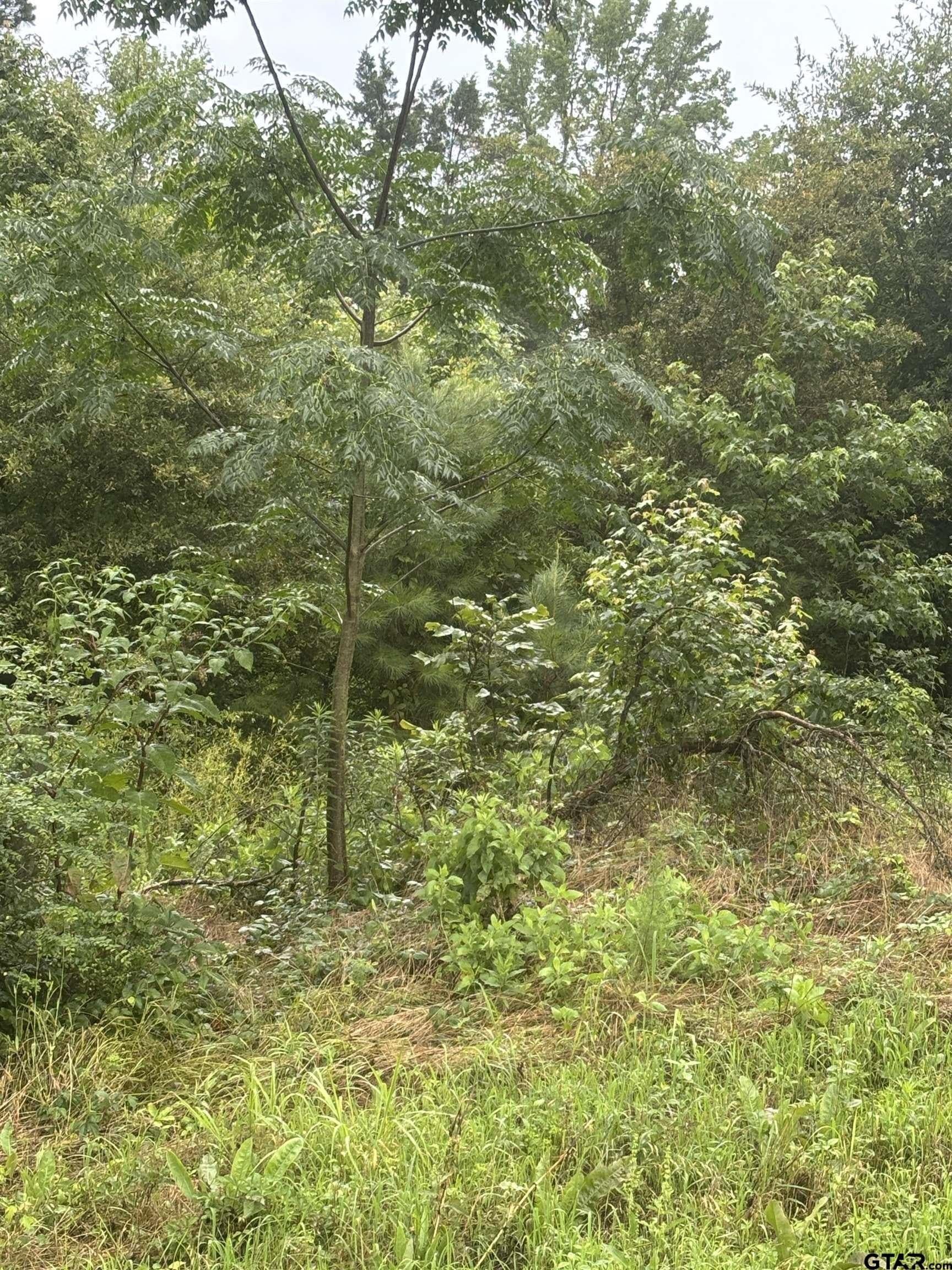 14 acres in Camp County