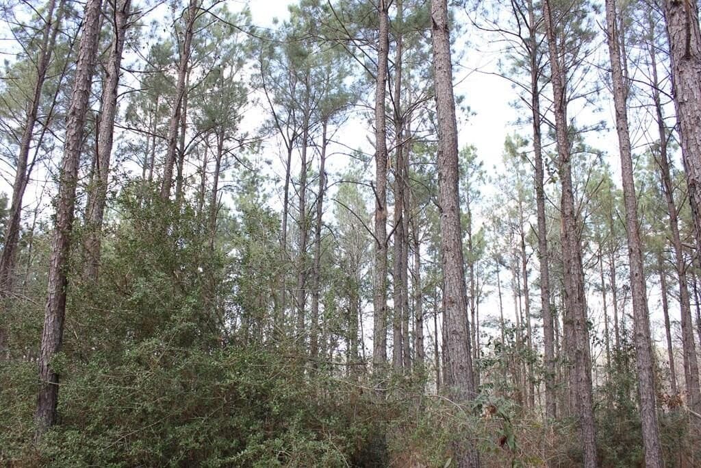 66.08 acres in Texas County - photo 5