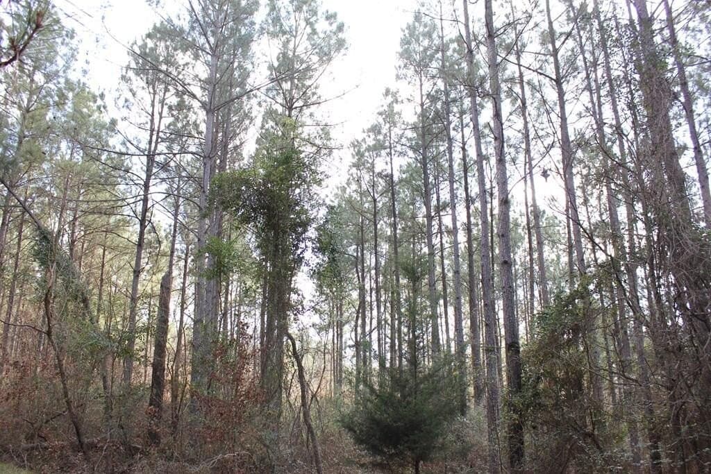 66.08 acres in Texas County - photo 11