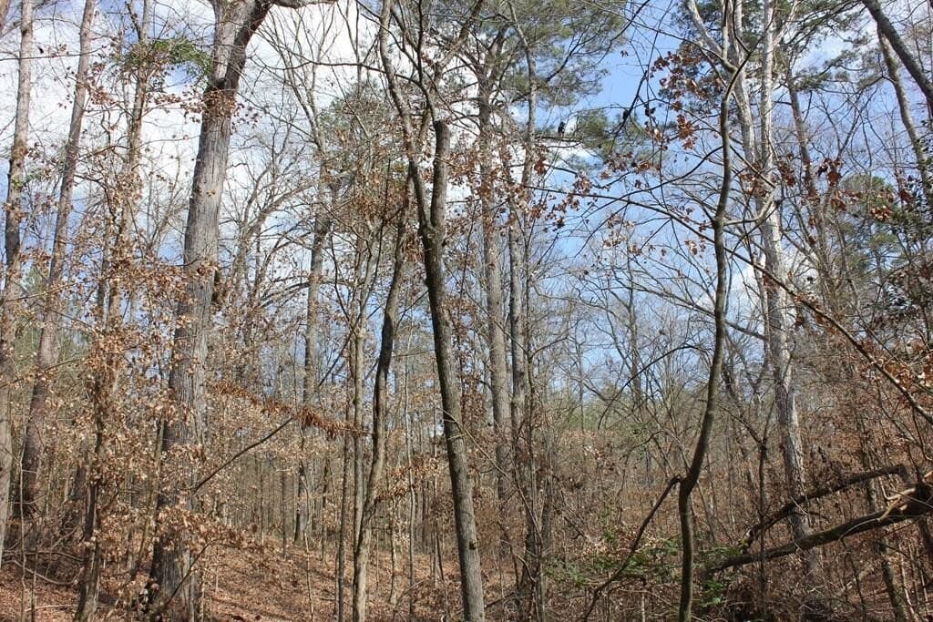 66.08 acres in Texas County - photo 15
