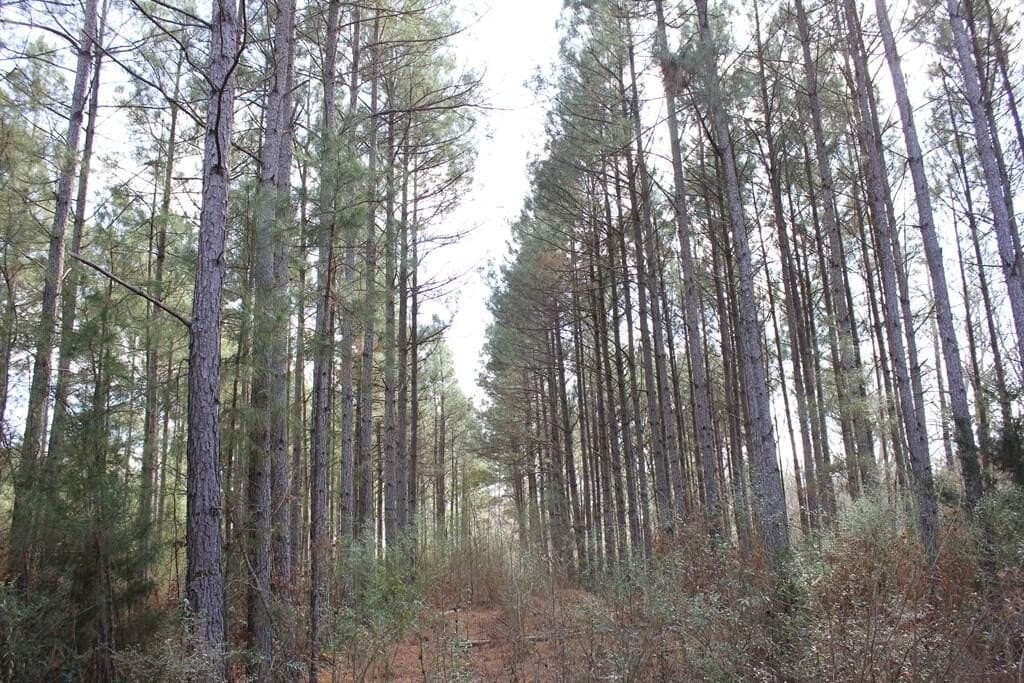 66.08 acres in Texas County - photo 9