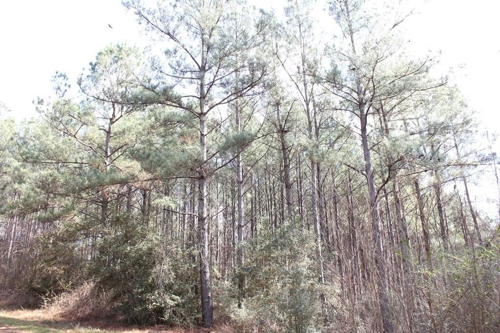 66.08 acres in Texas County - photo 10