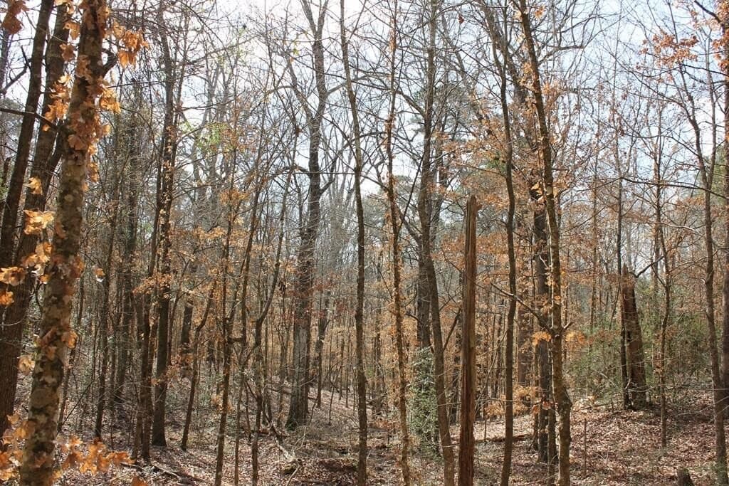 66.08 acres in Texas County - photo 20