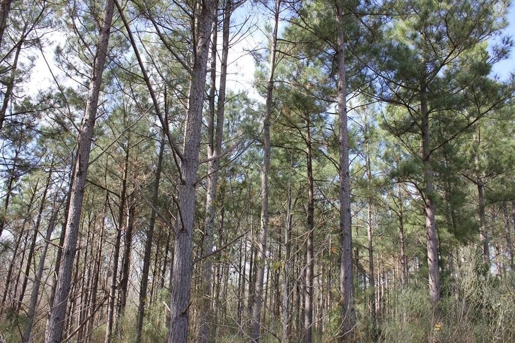 66.08 acres in Texas County - photo 14