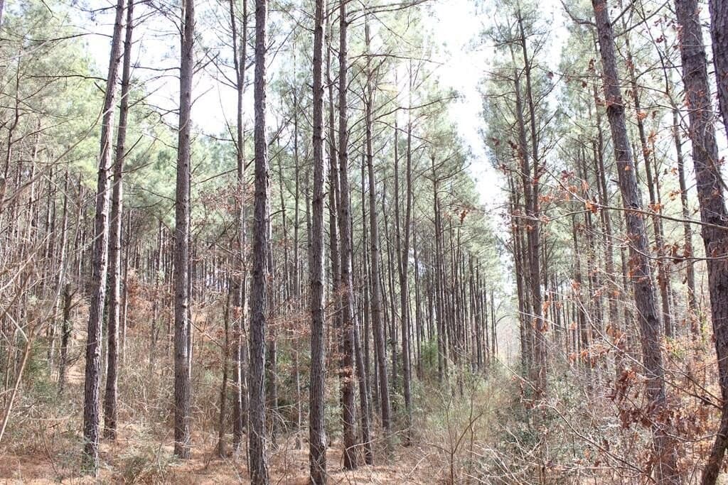 66.08 acres in Texas County - photo 3