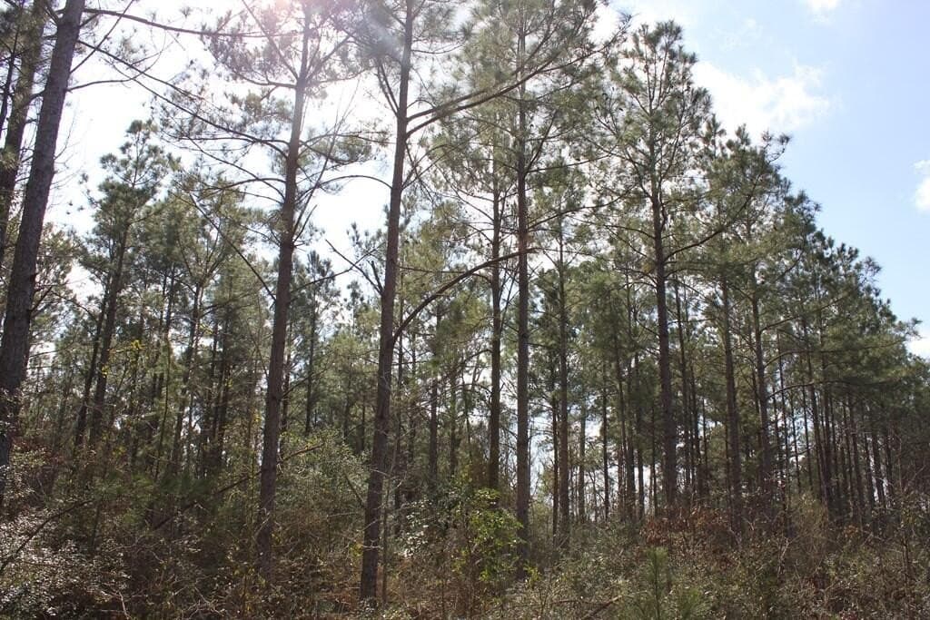 66.08 acres in Texas County - photo 6