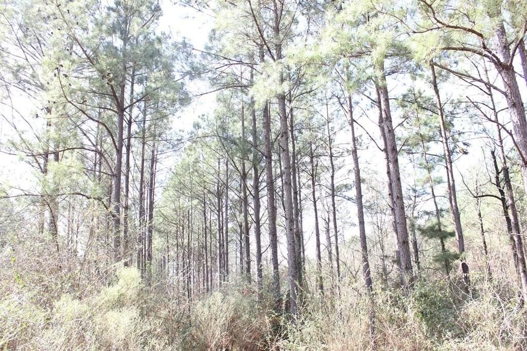 66.08 acres in Texas County - photo 2