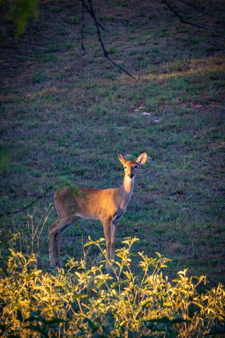 10 acres in Palo Pinto County - photo 29