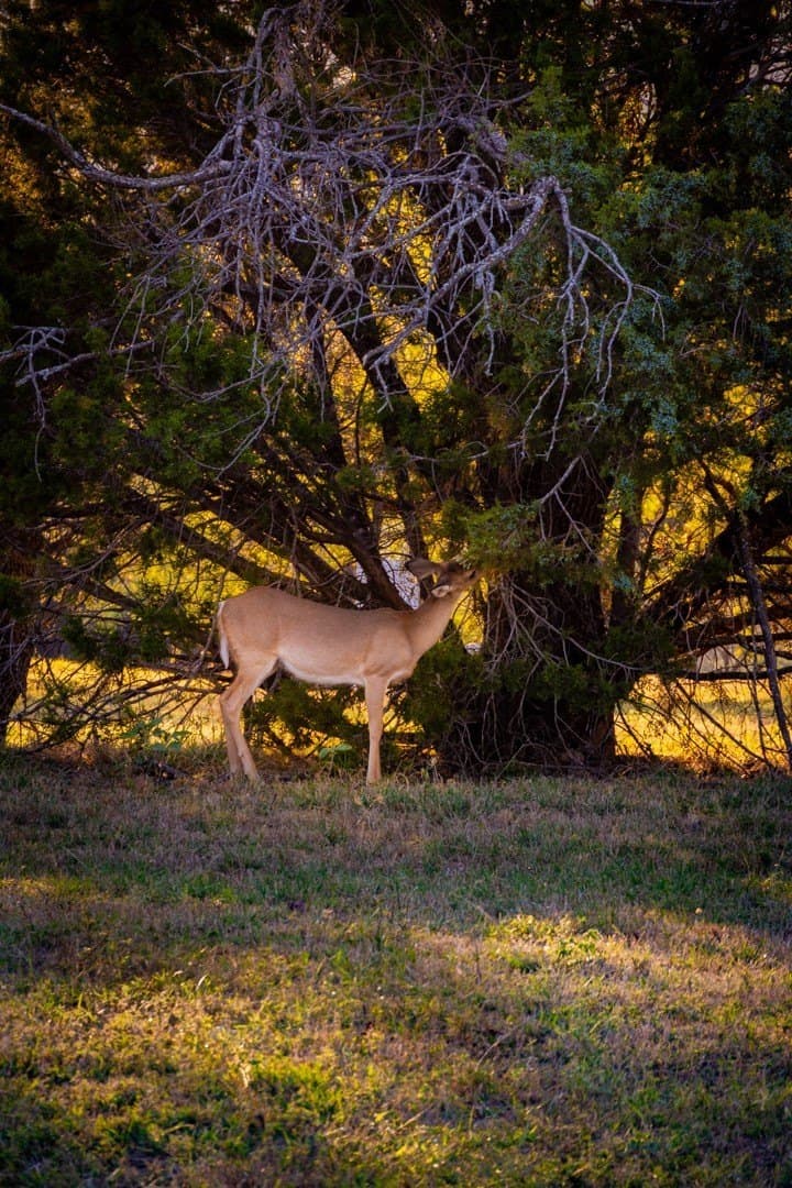 10 acres in Palo Pinto County - photo 28