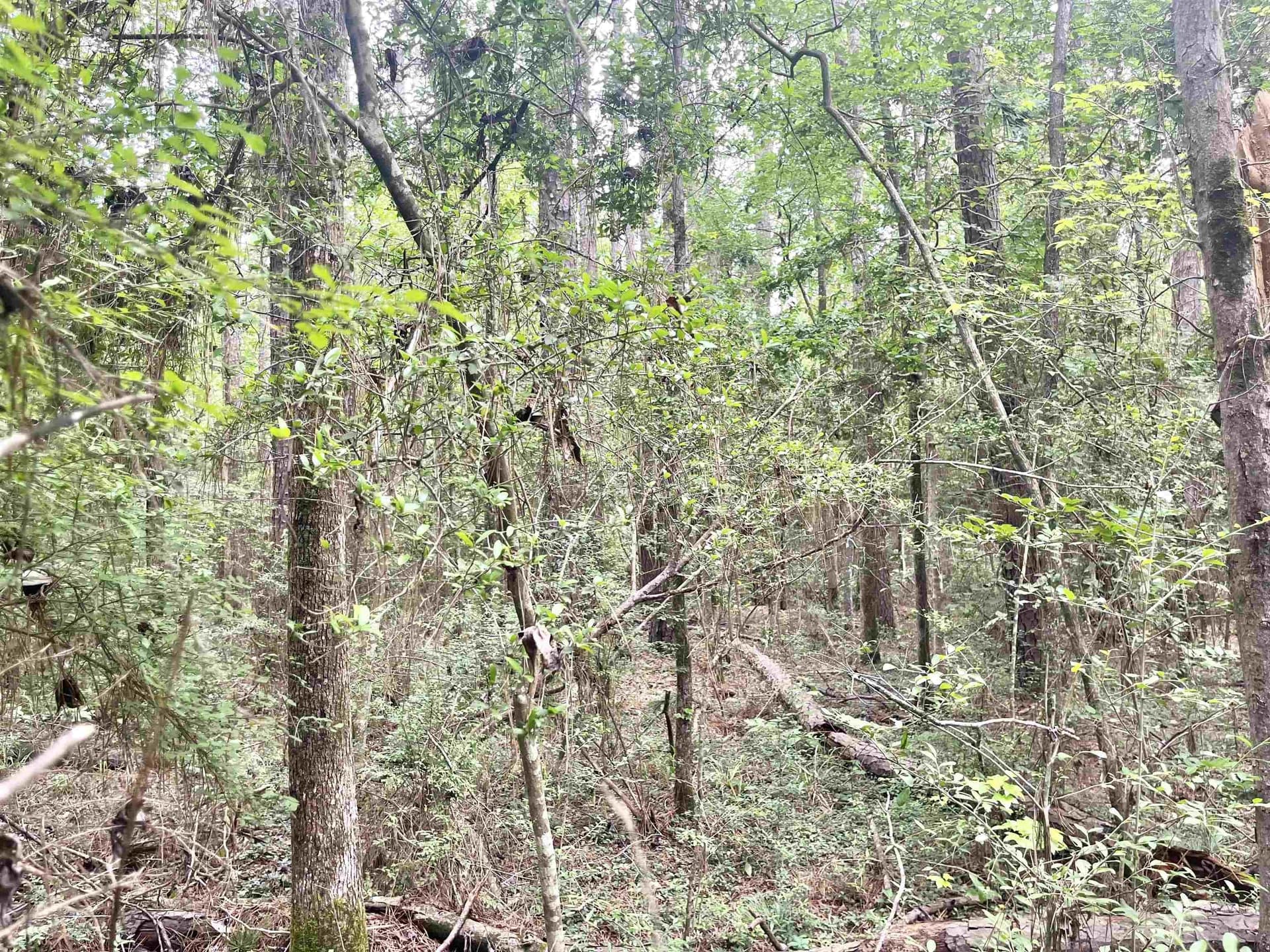 0.27 acres in Texas County - photo 7