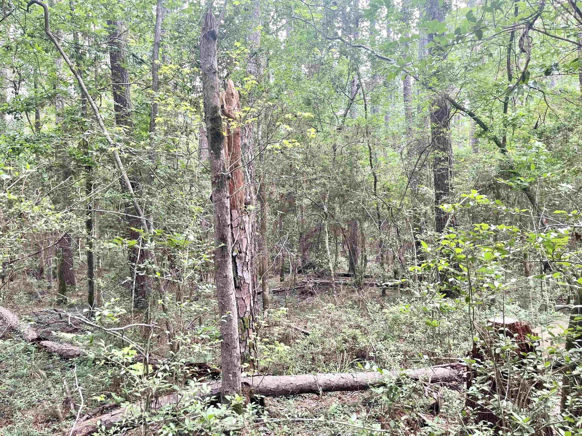 0.27 acres in Texas County - photo 6