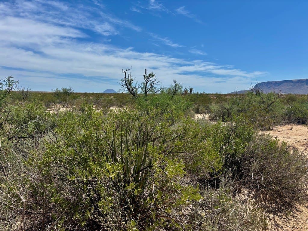 5 acres in Brewster County gallery image 3