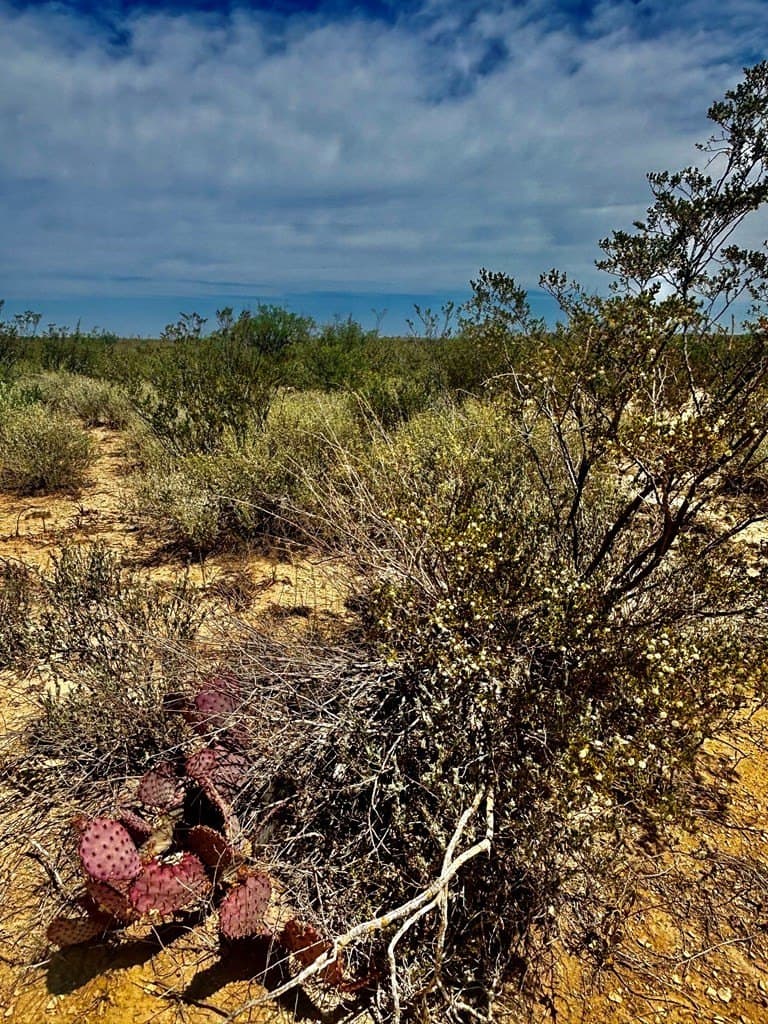 5 acres in Brewster County - photo 12