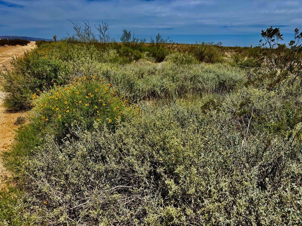 5 acres in Brewster County gallery image 4