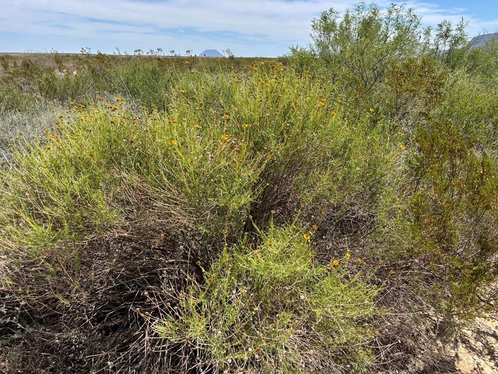 5 acres in Brewster County - photo 25