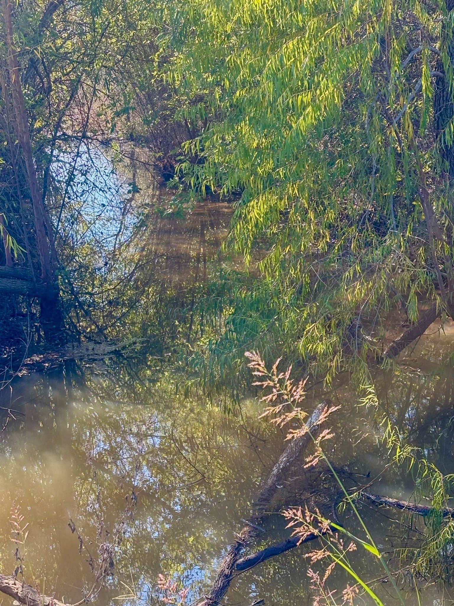 13 acres in McLennan County gallery image 2